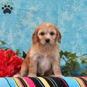 Katie, Cavalier King Charles Mix Puppy